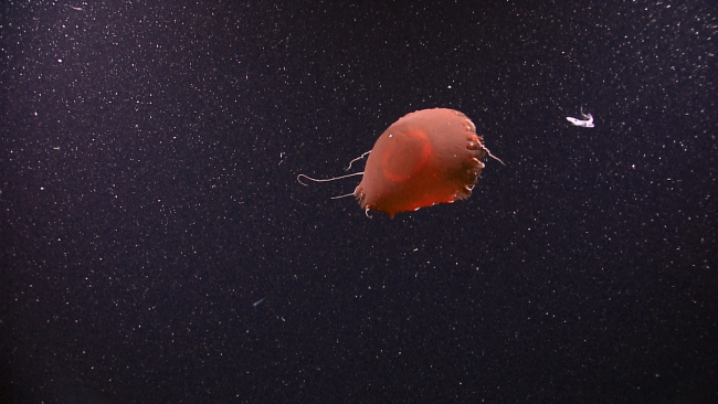 A red jellyfish with  a deep sea  eel-like fish swimming towards it
