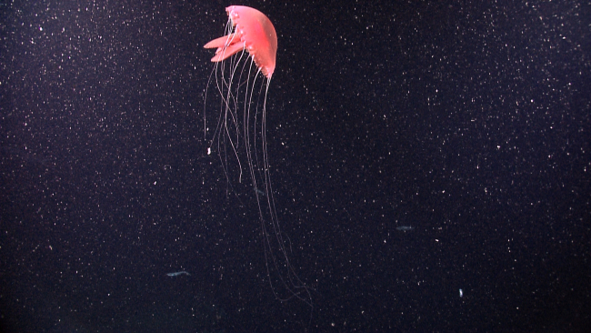 A beautiful pink jellyfish with tentacles extended