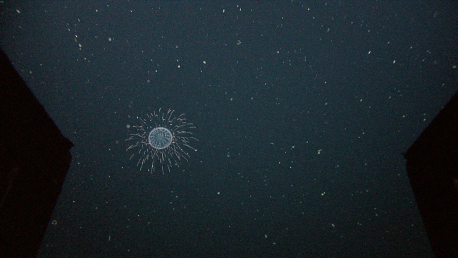 A beautiful small jellyfish looking like a far away galaxy
