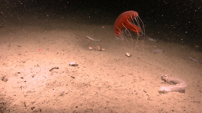 A large red jellyfish with tentacles extended, numerous white translucentholothurians, and other life forms on a mud substrate