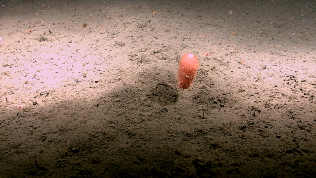 A siphonophore hovering above the bottom