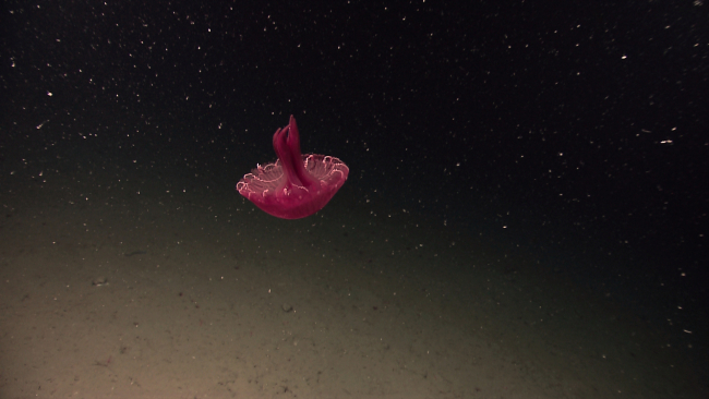 A red jellyfish seemingly floating upside down above the bottom