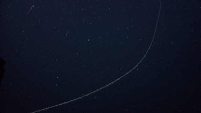 A very long siphonophore seen in the water column