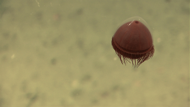 A reddish brown jellyfish with seeming translucent helmet