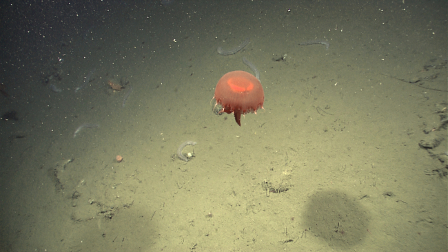 A large red jellyfish seen above a number of clear white holothurians