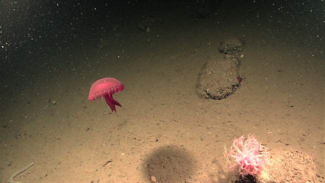 A large red jellyfish hovering above a mound with an anthomastus coral