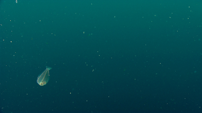 A flatfish cruising in the water column