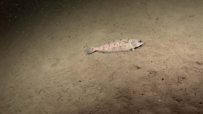 A flatfish on a sandy bottom