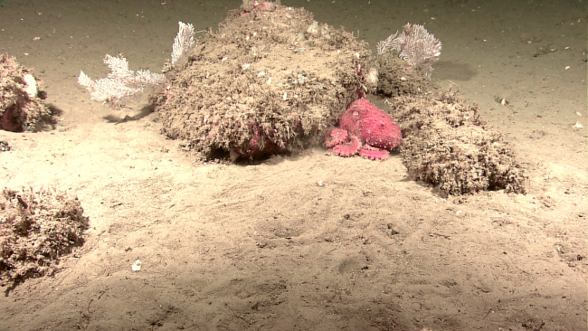 A red octopus laying next to a mound with white coral bushes