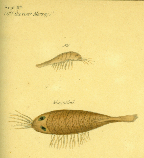 Drawing of zooplankton observed by Ellen Toynbee on board the British EastIndiaman GLORIANA in the Indian Ocean in 1857