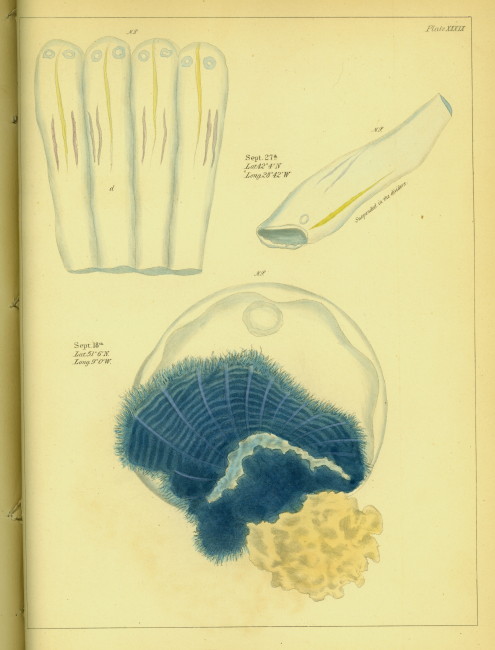 Drawing of zooplankton observed by Ellen Toynbee on board the British EastIndiaman GLORIANA in the Indian Ocean in 1857