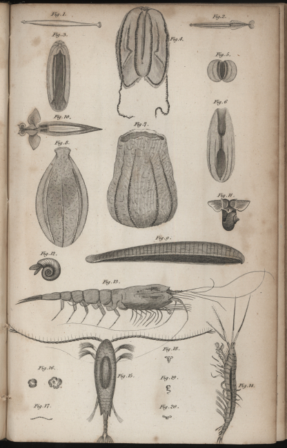 Various zooplankton depicted in William Scoresby's An Account of the ArcticRegions, Vol