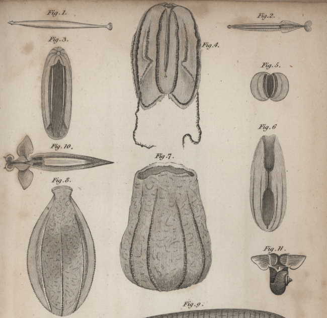 Ctenophores (comb jellies) and a clione (shell-less gastropod , Figure 10) andother planktonic creatures in  William Scoresby's An Account of the ArcticRegions, Vol