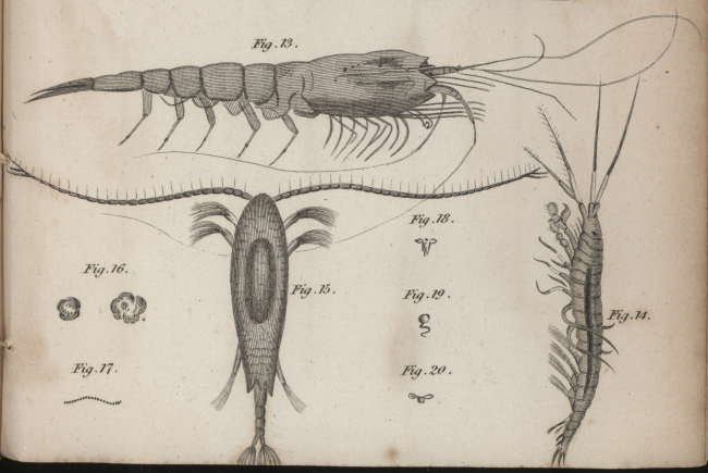 Various planktonic crustaceans including a euphausiid shrimp, Figure 13, acopepod, Figure 15, and other small creatures in William Scoresby's  An Account of the Arctic Regions, Vol