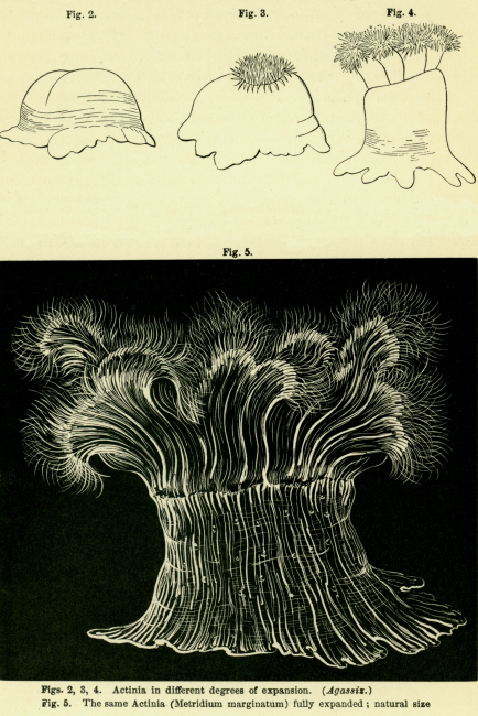 From Seaside Studies in Natural History by Elizabeth C