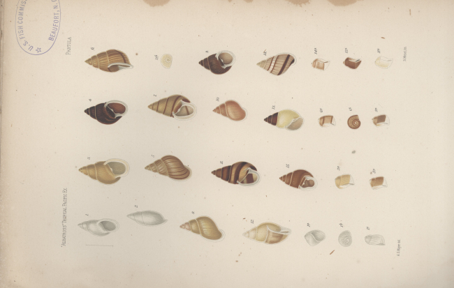 Various marine snails collected during the voyage of the Fish CommissionSteamer ALBATROSS to the Tropical Pacific headed by Alexander Agassiz