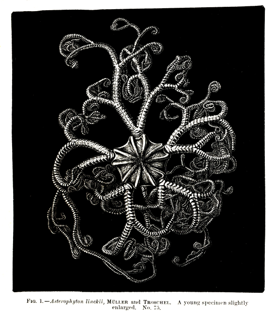 Basket star -  Figure 1  (Asterophyton linckii)