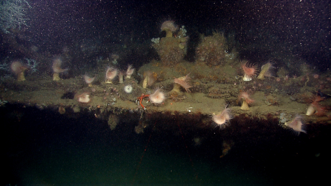 Wooden shipwreck with lophelia coral and at least three species ofanemones