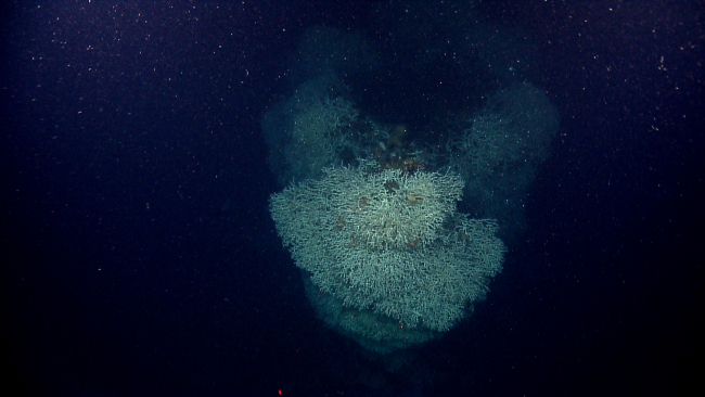 Lophelia pertusa coral covering bow of sunken vessel