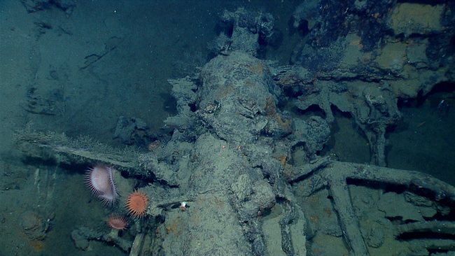Pivot gun on wreck designated 15577 with parts of pivot gun carriage and smallanchor to right of gun in image