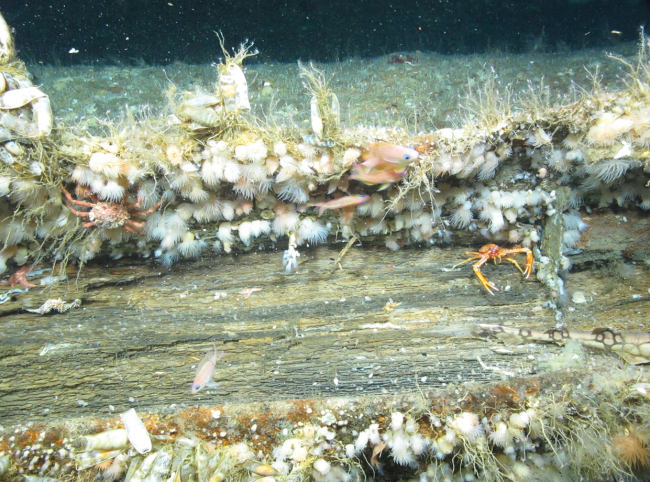 Typical inhabitants found on shipwrecks on the Mid-Atlantic coast