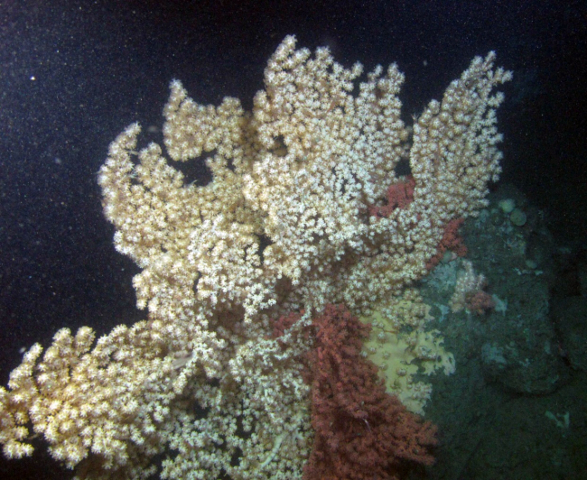 A large white colony of bubblegum coral (Paragorgia arborea) perched on top of a rocky ledge near the mouth of Baltimore Canyon