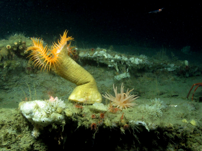 A venus flytrap anemone on the lip of a small ridge, with numerous other smallanimals including anemones, sponges, hydroids and a tiny bubblegum coral