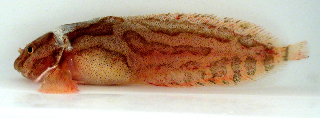 Kelp snailfish (Liparis tunicatus), an abundant species on Arctic continentalshelves, collected by RUSALCA in 2004