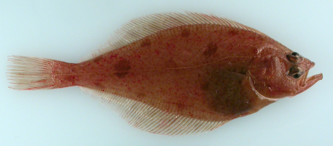 Bering flounder (Hippoglossoides robustus), the first record from the EasternSiberian Sea, RUSALCA 2009