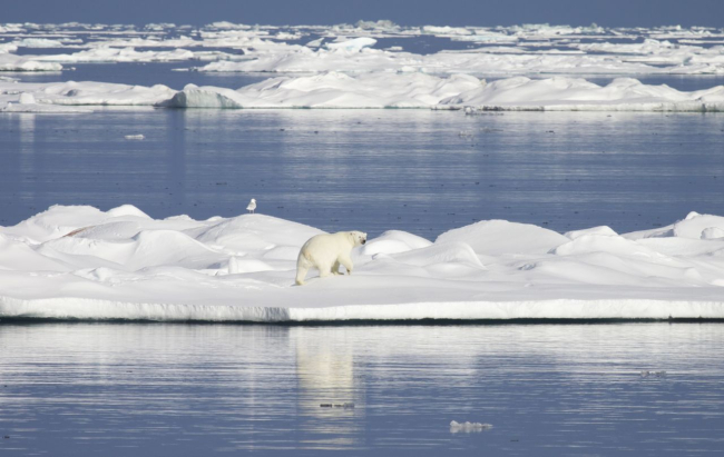 Polar bear crossing an ice floe