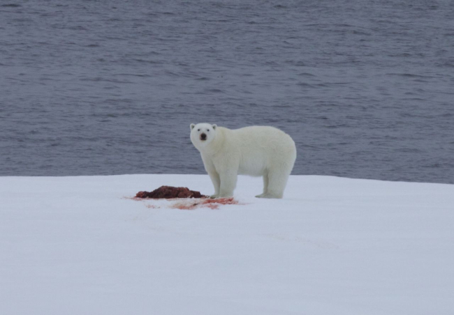 Polar bear on an ice floe with remains of a seal dinner