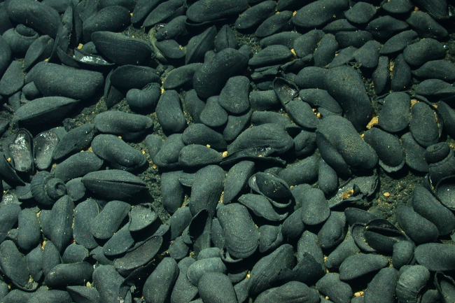 A site at Fonualei Rift revealed large expanses of dead mussel shells (themajority with valves closed) and gastropods and shells at the base of severalsulfide chimneys