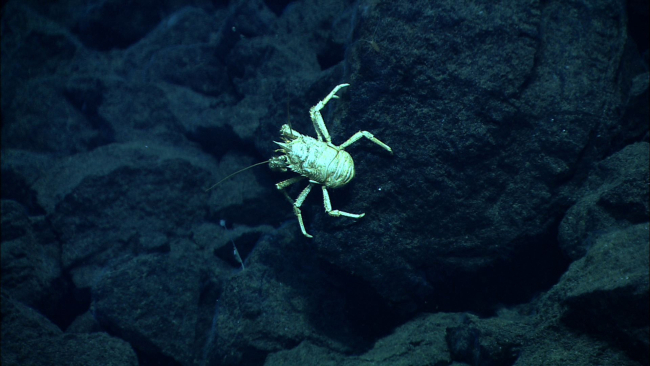 A squat lobster at Mata Ua