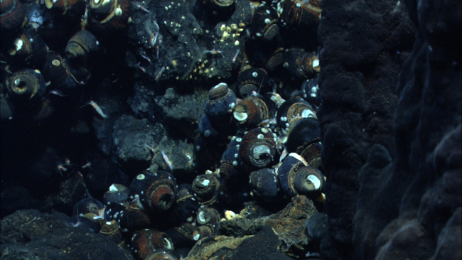 Imagery of a hydrothermal vent chimney with snails taken by the Quest 4000remotely operated vehicle in the NE Lau Basin