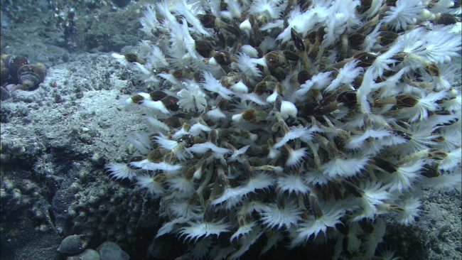 A bush of barnacles and other vent animals were one of the first indicatorsthat the ROV was getting close to the high-temperature vents