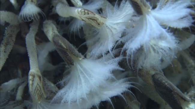 Close-up view of the stalked barnacles filter-feeding with their white cittithat look like little palm fronds