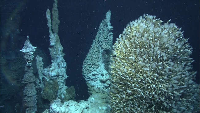 A sulfide chimney with lower-temperature venting on the right is colonizedby a thick coating of vent barnacles, looking somewhat like a Christmas tree