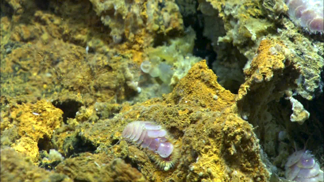 A scale worm, only found at hydrothermal vent communities,imaged by the Quest 4000 at West Mata