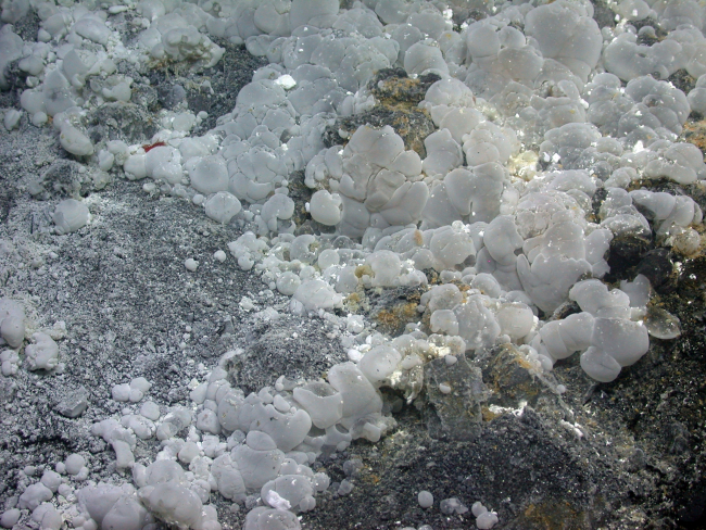Clusters of what appear to be polysaccharide sacs on the seafloorseen at the beginning of the dive at Volcano O