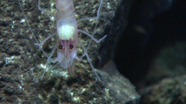 A gravid (with eggs) shrimp at Niua North