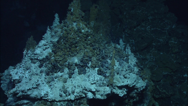 Snails cluster around the base of a hydrothermal vent chimney atMata Tolu