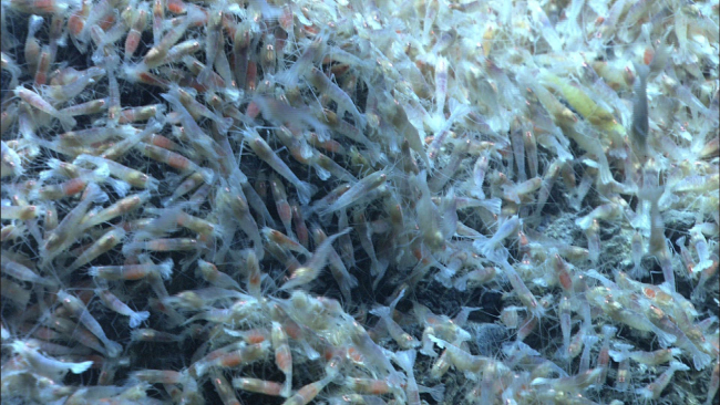 Dense concentrations of shrimp, many of which were gravid (egg bearing)at West Mata