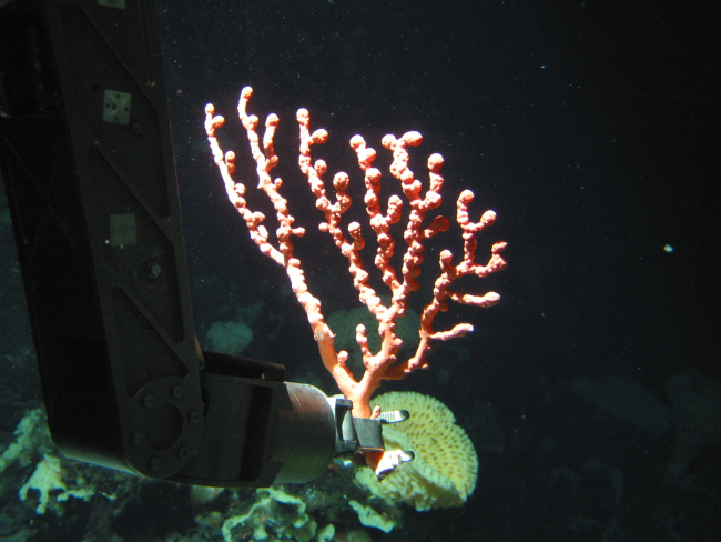 Collecting a small Paragorgia coral on Dickins Seamount