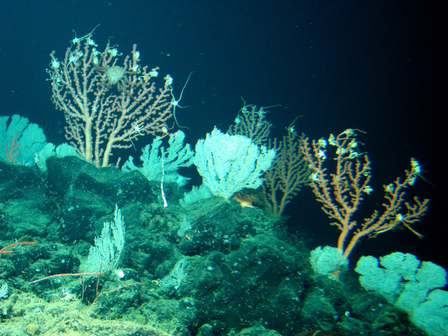Paragorgia corals covered with brittle stars, small basket stars, and a largelithodid crab on the left