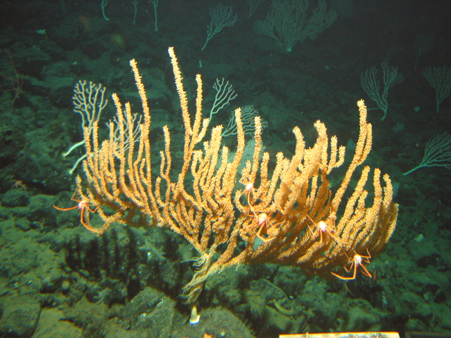 A bamboo coral in the family Isididae