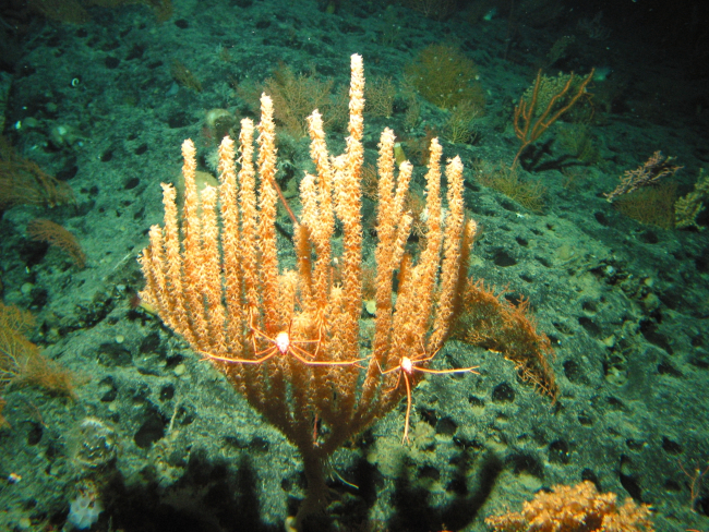 A bamboo coral