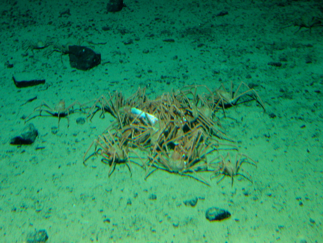 A group of crabs known by some as a cast of crabs, feeding on a dead fish
