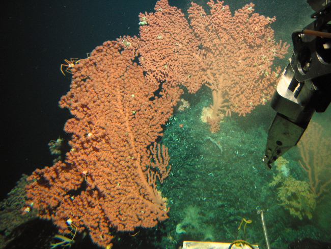 Two large Paragorgia colonies with associated species