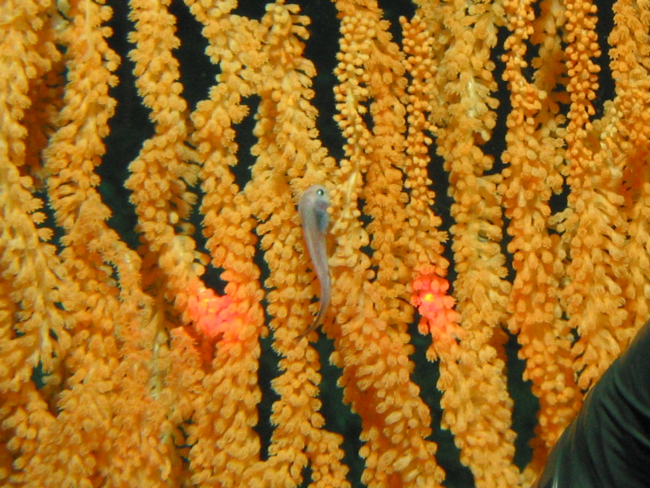 Bamboo coral with a rarely seen snail fish of the family Liparidae wascollected with DSV Alvin's suction gun shortly after this photo was taken