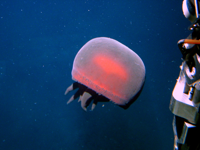 A large brownish red jellyfish similar to the Tiburonia granrojo jellyfish first described by scientists of the Monterey Bay Aquarium in 2003